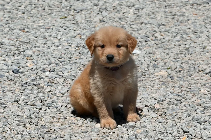 AKC – Golden Retriever puppy for sale in Modesto, CA