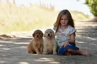 AKC OFA Female, a female Golden Retriever for sale in Modesto, CA – Photo 1 of 5