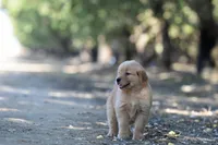 AKC OFA Female, a female Golden Retriever for sale in Modesto, CA – Photo 2 of 5