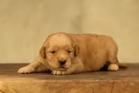 AKC OFA Female, a female Golden Retriever for sale in Modesto, CA – Photo 4 of 5