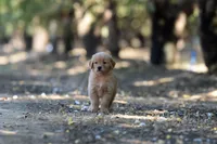AKC OFA Female, a female Golden Retriever for sale in Modesto, CA – Photo 3 of 5