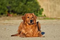 AKC OFA Female, a female Golden Retriever for sale in Modesto, CA – Photo 5 of 5