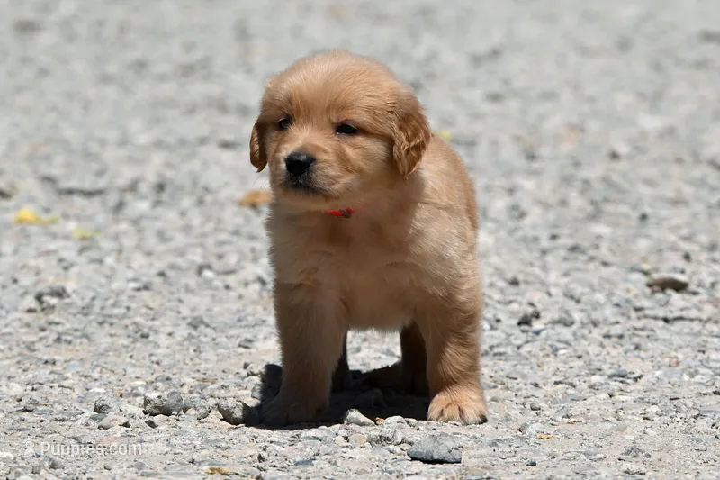 AKC – Golden Retriever puppy for sale in Modesto, CA