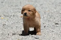 AKC, a female Golden Retriever for sale in Modesto, CA – 1 of 3