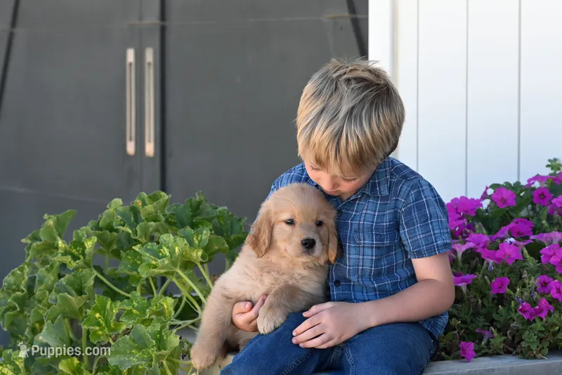 Kenda – Golden Retriever puppy for sale in Modesto, CA