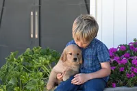 Kenda, a female Golden Retriever for sale in Modesto, CA – 1 of 7