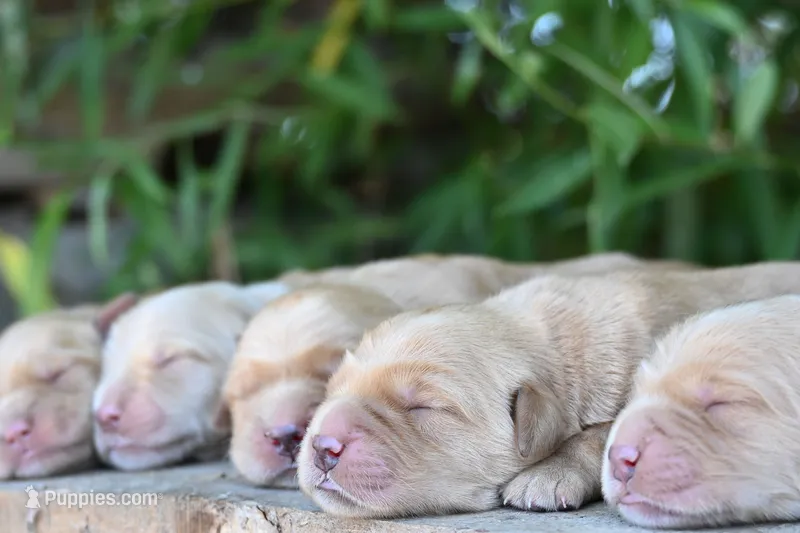 Simba – Golden Retriever puppy for sale in Modesto, CA