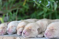 Simba, a male Golden Retriever for sale in Modesto, CA – 1 of 1