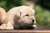 AKC, a male Golden Retriever for sale in Modesto, CA – 1 of 2