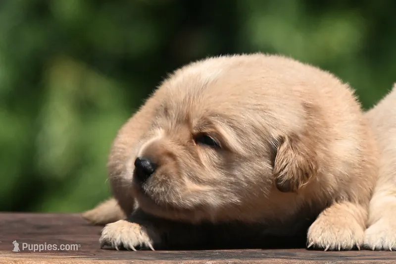 AKC – Golden Retriever puppy for sale in Modesto, CA