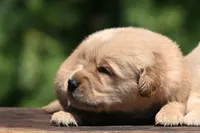 AKC, a male Golden Retriever for sale in Modesto, CA – 1 of 2