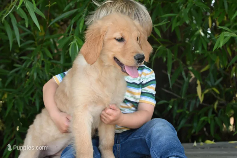 Sadie – Golden Retriever puppy for sale in Modesto, CA