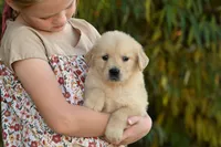 Male #6, a male Golden Retriever for sale in Modesto, CA – 1 of 1
