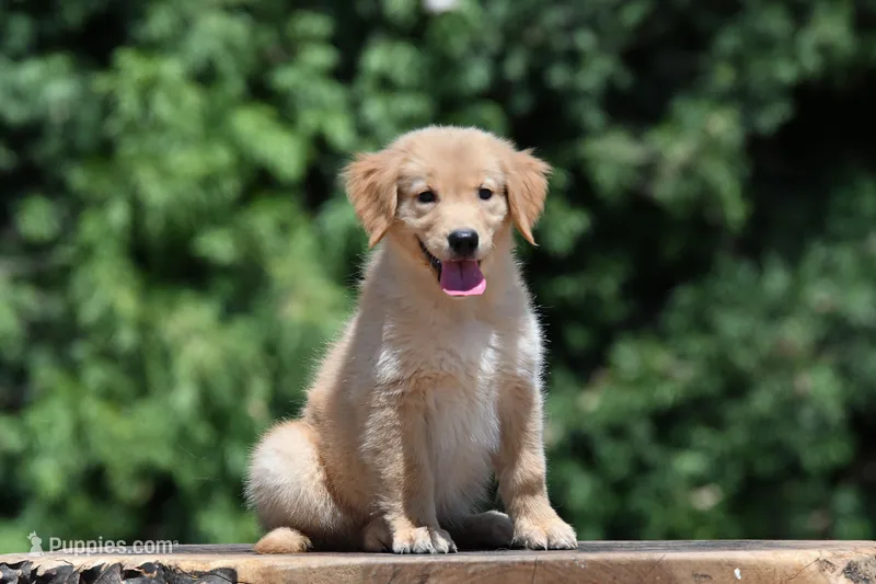Ketty – Golden Retriever puppy for sale in Modesto, CA