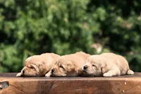 AKC, a female Golden Retriever for sale in Modesto, CA – 2 of 2