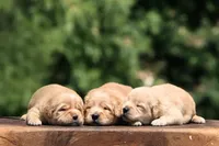 AKC, a female Golden Retriever for sale in Modesto, CA – 2 of 2