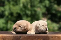 AKC, a male Golden Retriever for sale in Modesto, CA – 2 of 2