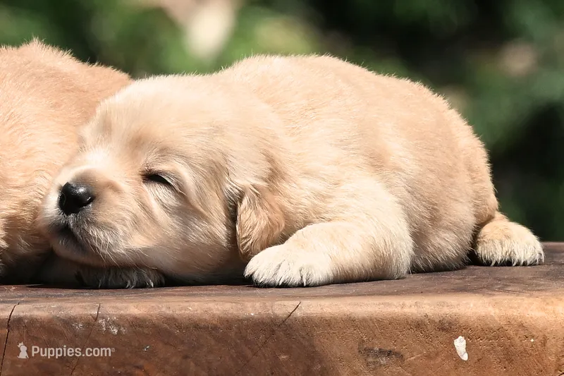 AKC – Golden Retriever puppy for sale in Modesto, CA