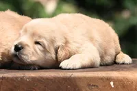 AKC, a female Golden Retriever for sale in Modesto, CA – 1 of 2