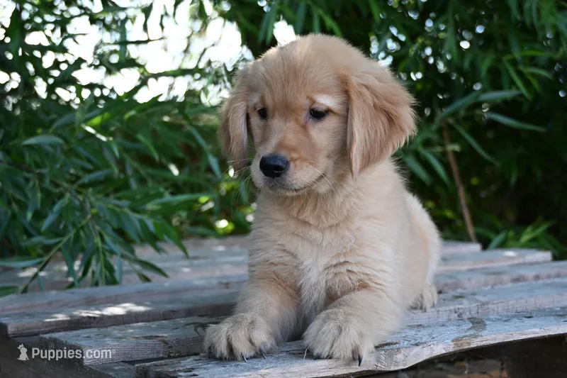 Female #4, a female Golden Retriever for sale in Modesto, CA – Photo 1 of 1