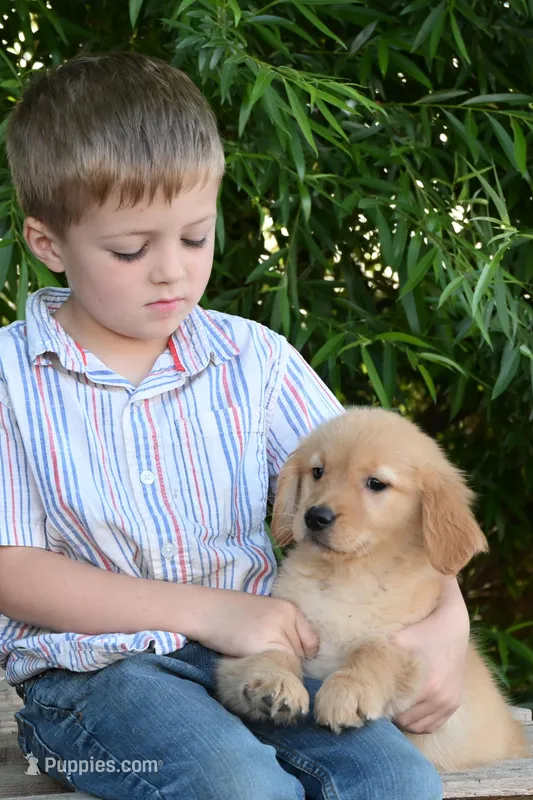 Female #3 – Golden Retriever puppy for sale in Modesto, CA