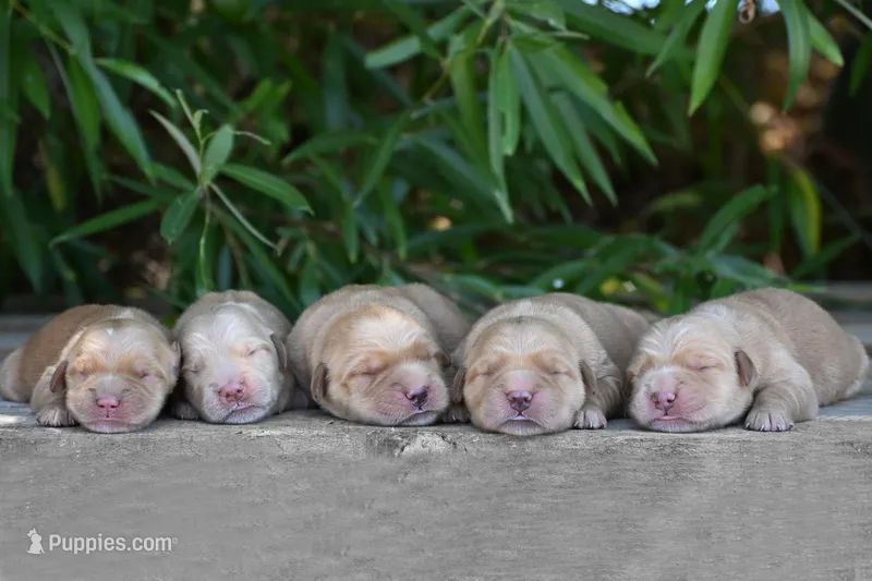 Sam – Golden Retriever puppy for sale in Modesto, CA