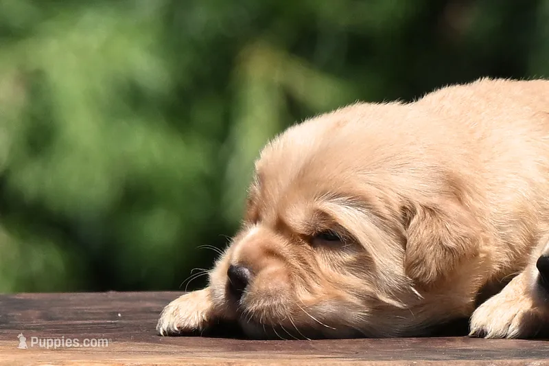 AKC – Golden Retriever puppy for sale in Modesto, CA