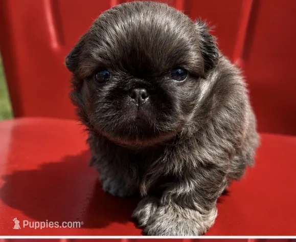 Akc blue  boy, a male Pekingese for sale in Wortham, TX – 1 of 4