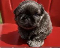 Akc blue  boy, a male Pekingese for sale in Wortham, TX – 1 of 4