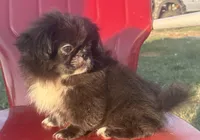 Akc black male, a male Pekingese for sale in Wortham, TX – 6 of 6