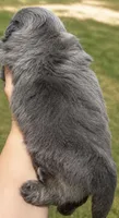 Akc blue  boy, a male Pekingese for sale in Wortham, TX – 4 of 4