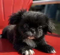 Akc black male, a male Pekingese for sale in Wortham, TX – 3 of 4