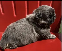 Akc blue  boy, a male Pekingese for sale in Wortham, TX – 3 of 4