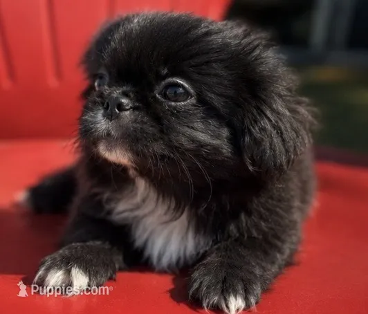 Akc black male, a male Pekingese for sale in Wortham, TX – 1 of 4