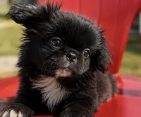 Akc black male, a male Pekingese for sale in Wortham, TX – 4 of 4