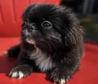 Akc black male, a male Pekingese for sale in Wortham, TX – 3 of 6