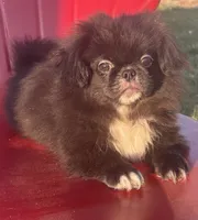 Akc black male, a male Pekingese for sale in Wortham, TX – 4 of 6