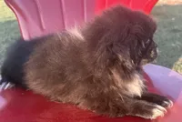 Akc black male, a male Pekingese for sale in Wortham, TX – 5 of 6