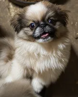 Tri boy, a male Pekingese for sale in Wortham, TX – 2 of 2