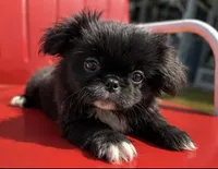 Akc black male, a male Pekingese for sale in Wortham, TX – 2 of 4