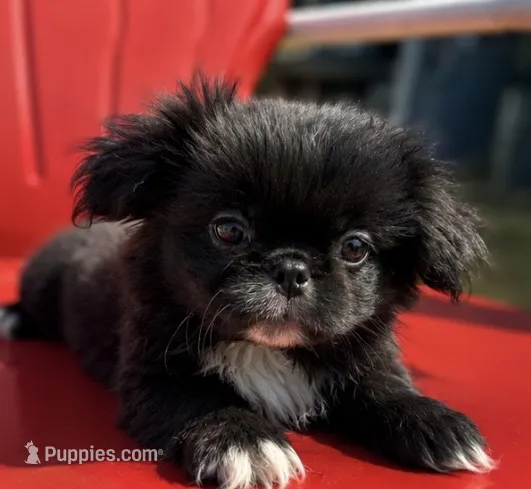 Akc black male – Pekingese puppy for sale in Wortham, TX