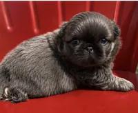 Akc blue  boy, a male Pekingese for sale in Wortham, TX – 2 of 4