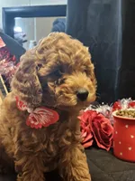 ❤️  Curly apricot ❤️ , a male Miniature Goldendoodle for sale in Bakersfield, CA – Photo 3 of 8