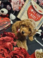 ❤️  Curly apricot ❤️ , a male Miniature Goldendoodle for sale in Bakersfield, CA – Photo 4 of 8
