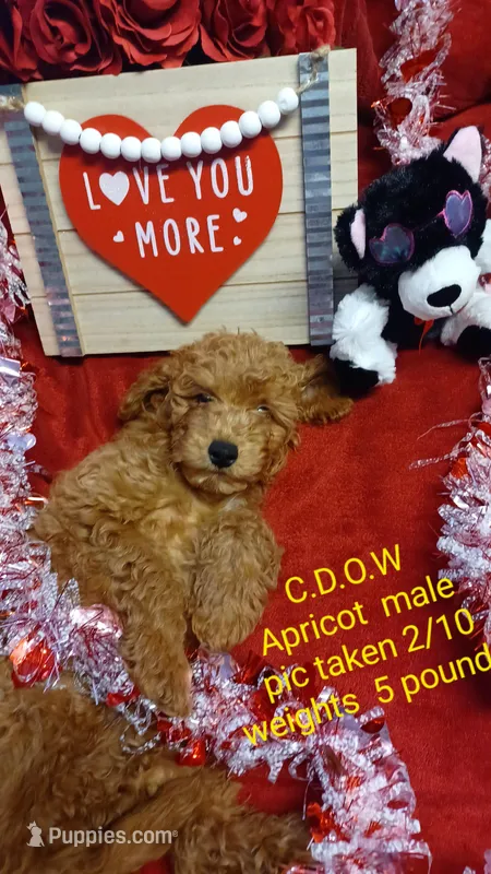 ❤️  Curly apricot ❤️ 