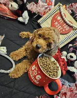 ❤️  Curly apricot ❤️ , a male Miniature Goldendoodle for sale in Bakersfield, CA – Photo 5 of 8