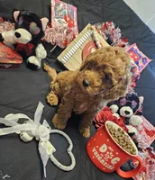 ❤️  Curly apricot ❤️ , a male Miniature Goldendoodle for sale in Bakersfield, CA – Photo 7 of 8