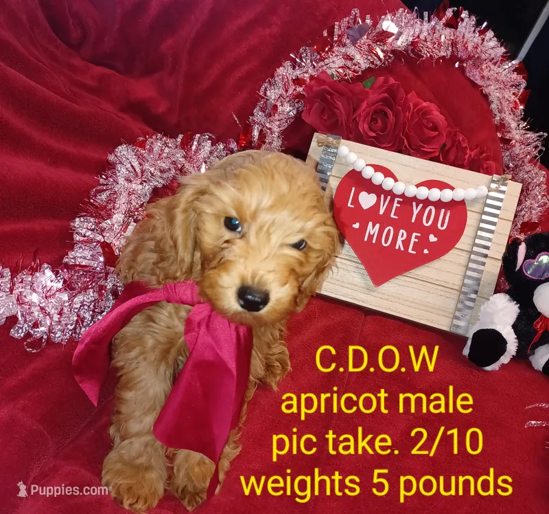 ❤️ Apricot male ❤️ 