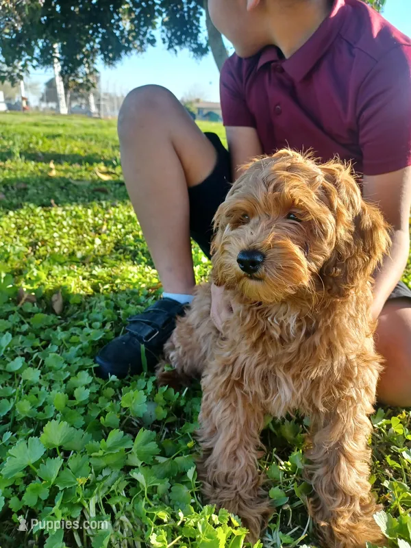 ❤️ Apricot male ❤️ 