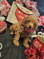 processed/7eae8d2e-271d-4af2-9aae-092afabfe881/listing/9ee772ef-0ea3-447a-bf21-6146b853c7bf/a9114c27-5b6a-4403-8ad5-a66880cc6715